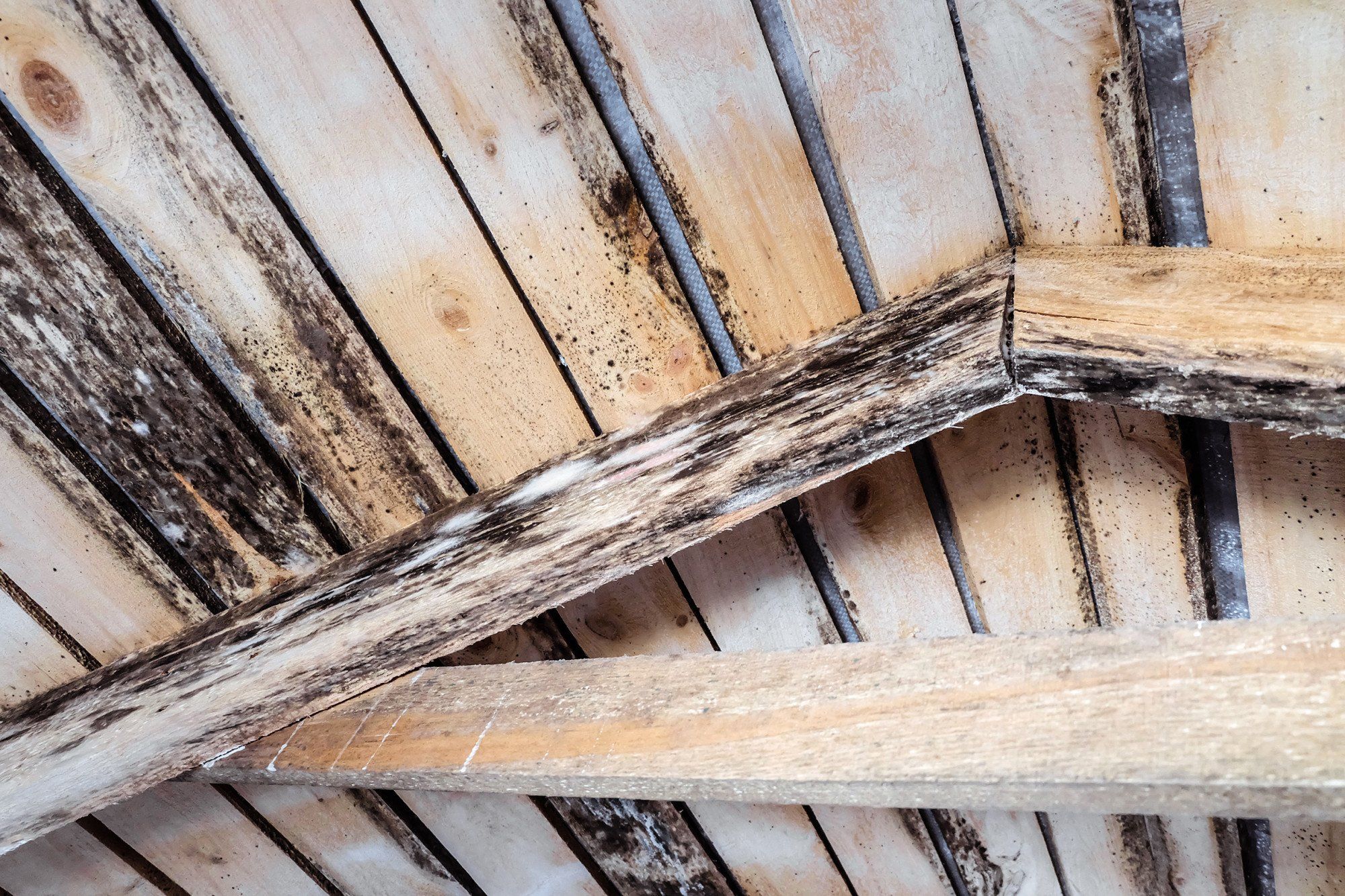 5 Warning Signs of Roof Rot