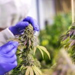 Navigating Cannabis Regulations in the UK: What You Need to Know